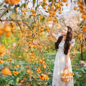 Du lịch Mộc Châu - Cầu Kính Bạch Long 2 Ngày